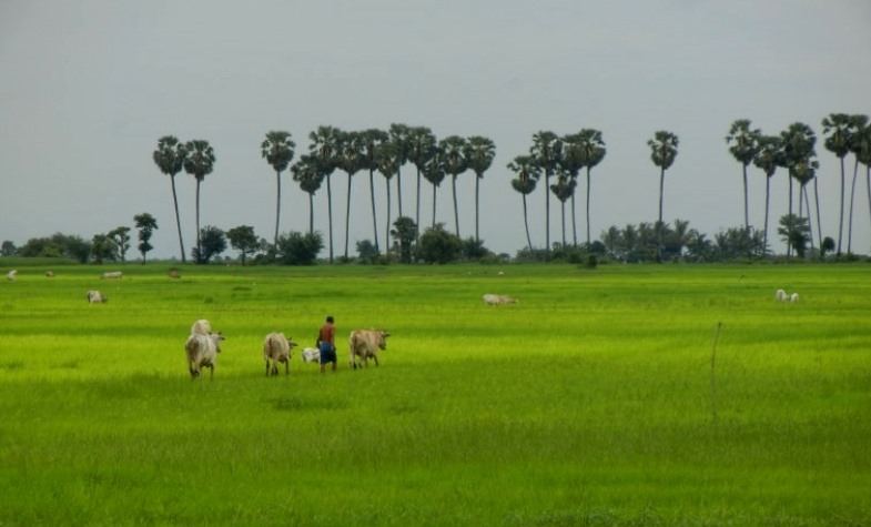 Battambang rice field