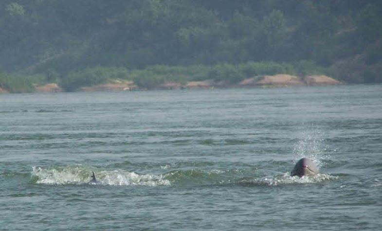 Mekong Irawady Dolphin