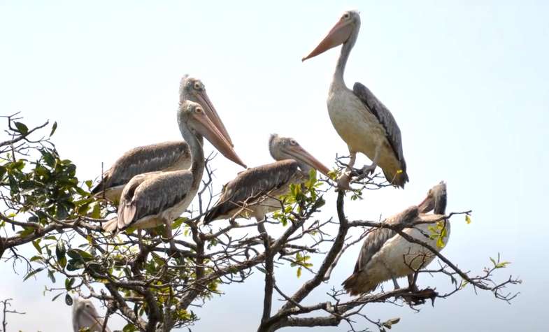 Prek Toal Bird Sanctuary-Cambodia 1