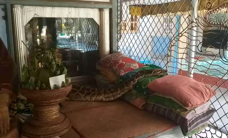 a python is lying inside a small temple
