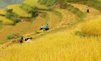 Rice terraces, Ha Giang, Vietnam