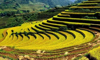 Rice terraces, Mu Cang Chai, Yen Bai, Vietnam