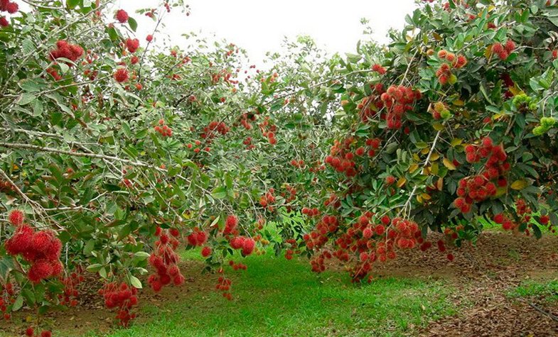 Tropical orchards in Mekong