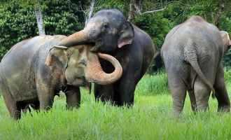 Wild Elephant, Khao Sok National park, Thailand