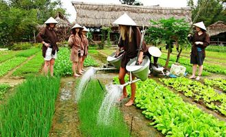 Farming in Hoi An, Vietnam