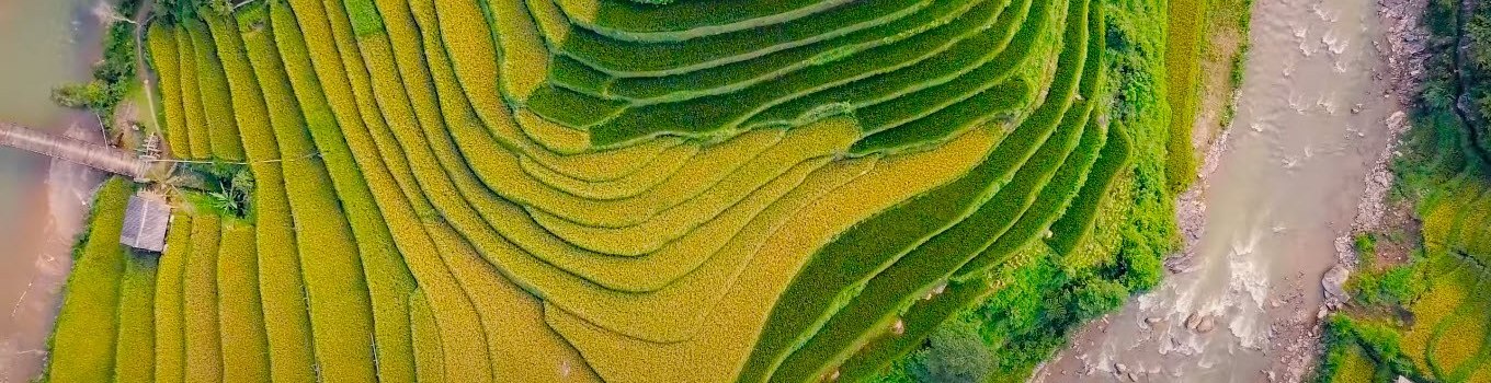 Terraced field in the Northwest Vietnam