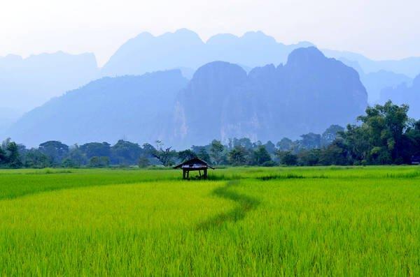green vast paddy field