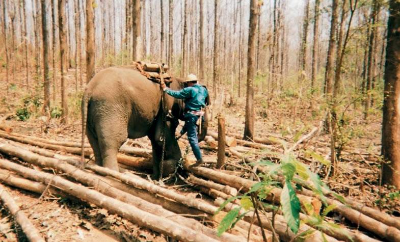 Thailand elephants are important in industry and  agriculture