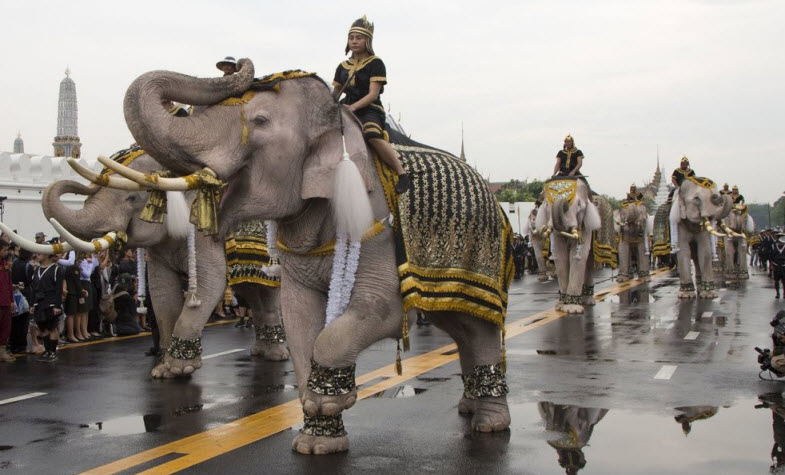 Thai elephants - A religious  symbol - The National Animal