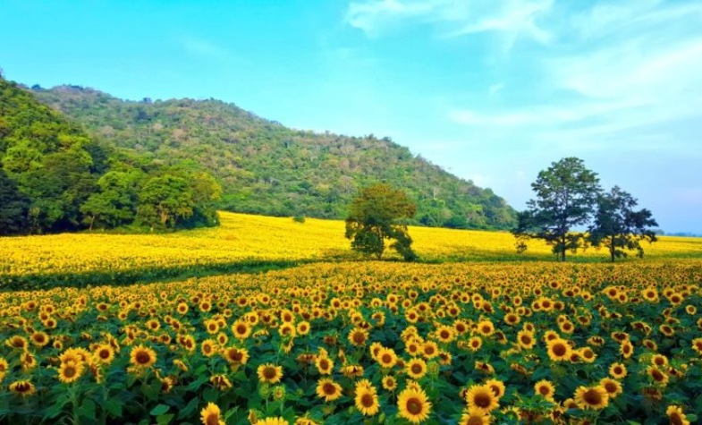 Lop Buri Sunflower Festival in Thailand