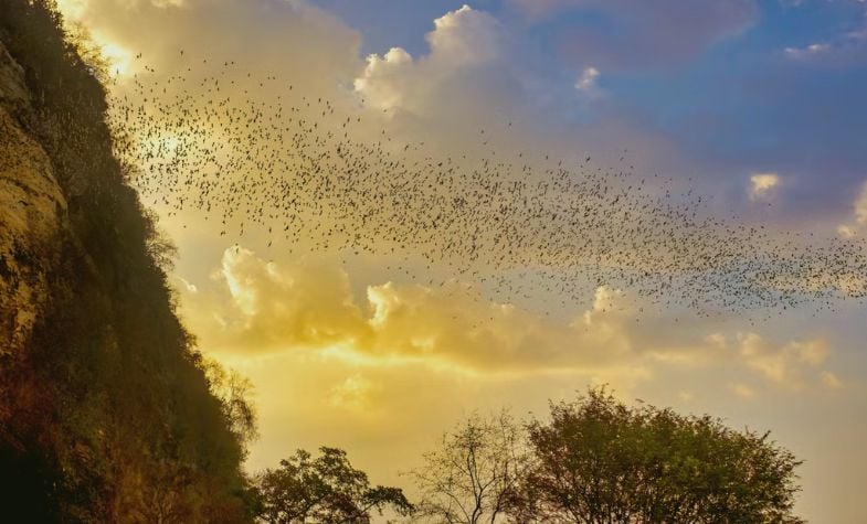 Discovering the Battambang Bat Caves: A complete guide