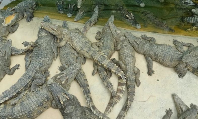 overview of Battambang Crocodile Farm