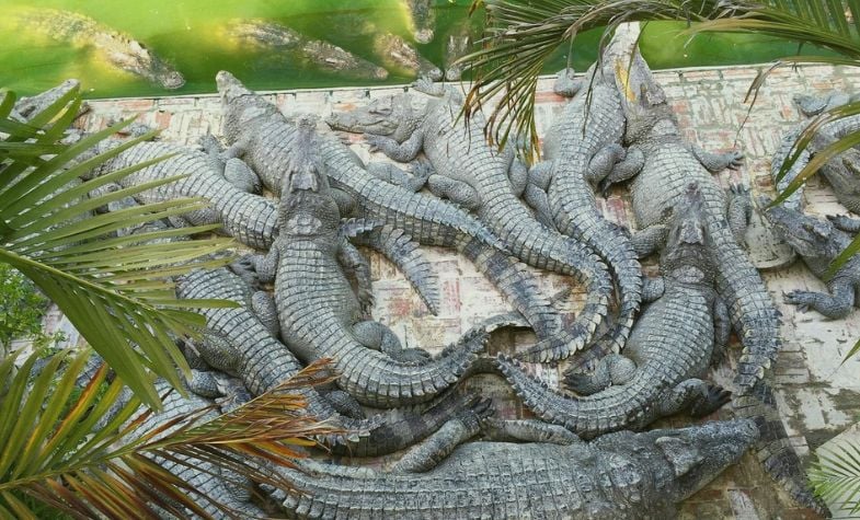 Battambang Crocodile Farm: Unique wildlife experience