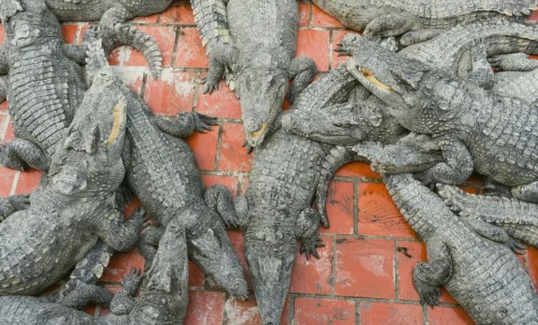 overview of Battambang Crocodile Farm