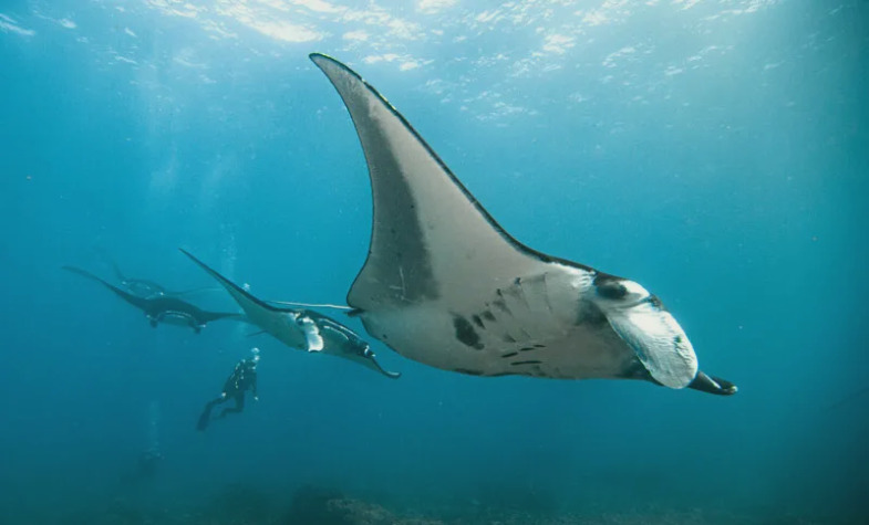 Diving Nusa Penida