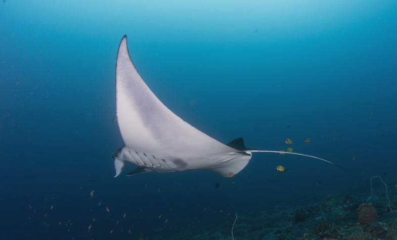 Diving into Manta Point, Nusa Penida: A Marine Adventure