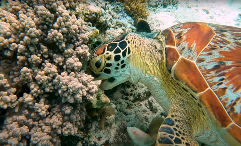 An Overview of the Gili Islands