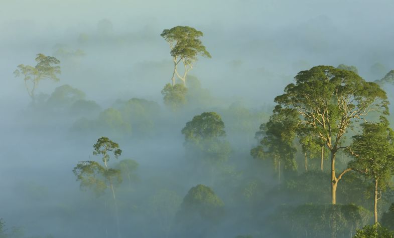 What makes Borneo so special?