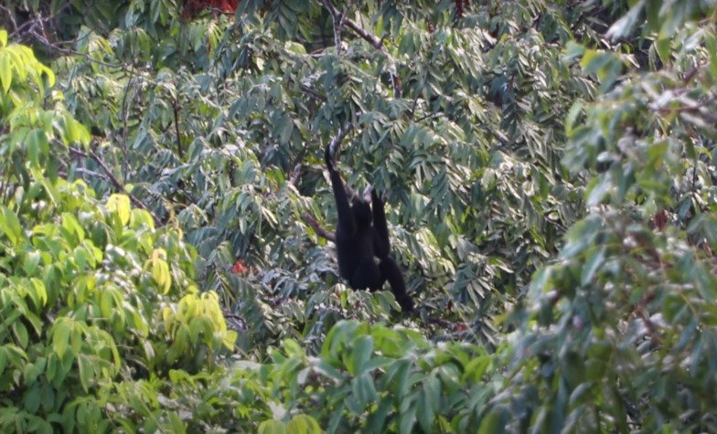 Learn about Gibbon Experience in Huay Xai