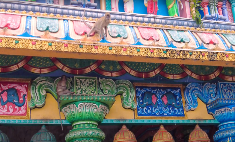 Must-Do Activities and Experiences at Batu Caves