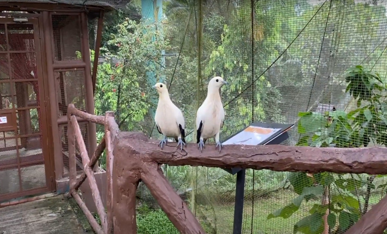 An introduction to the Kuala Lumpur Bird Park