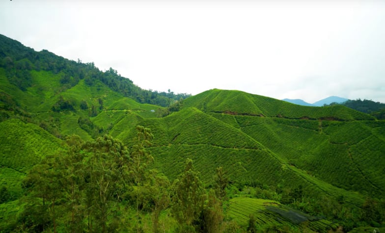 Exploring the Wonders of Cameron Highlands