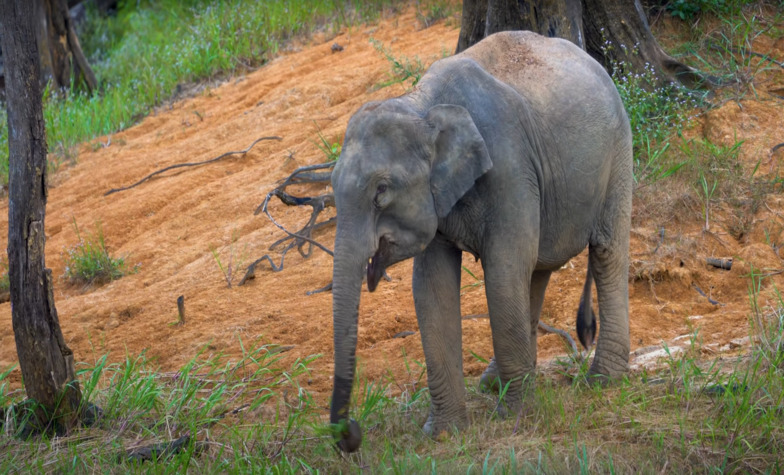 Helpful Tips for Your Visit to Taman Negara National Park