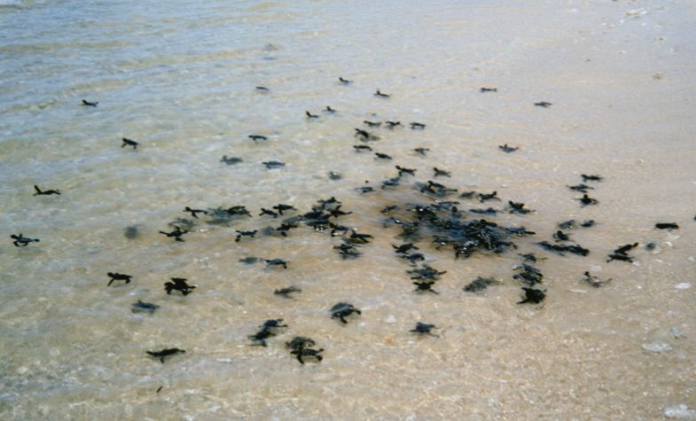 Selingan Turtle Island