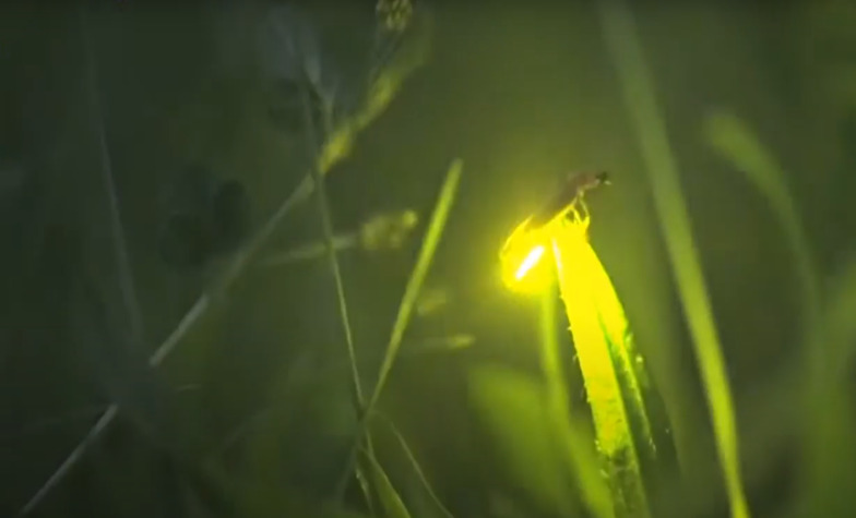 Highlights of Firefly Watching in Puerto Princesa