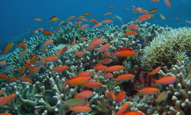 beautiful Tubbataha Reefs Natural Park