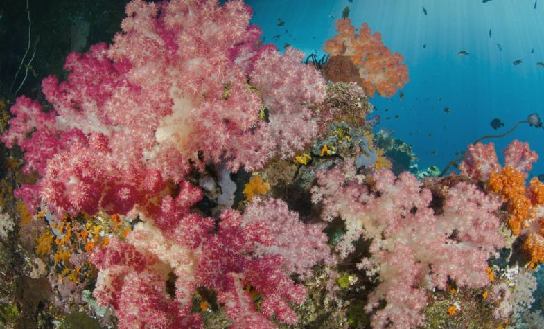 Tubbataha Reefs Natural Park