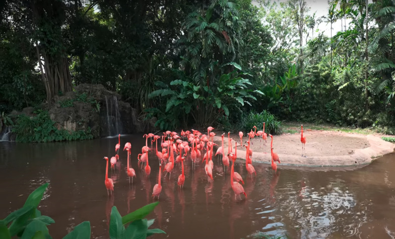 Helpful tips for visiting Jurong Bird Park