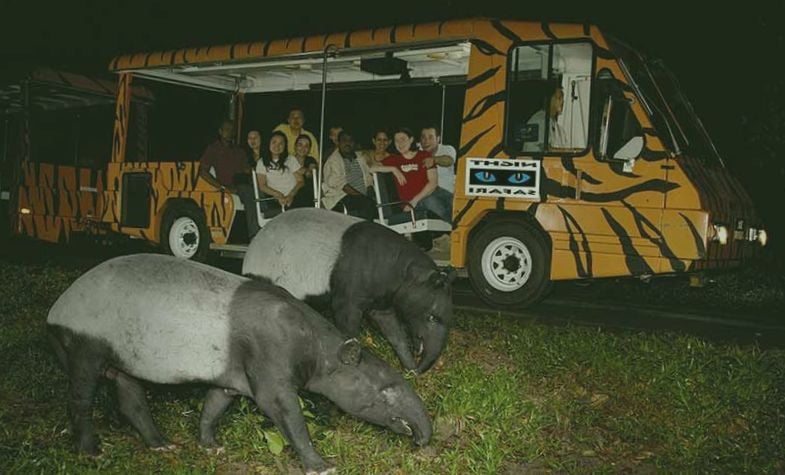 What to do at Night Safari