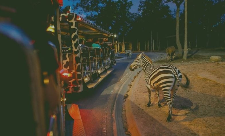 What to do at Night Safari