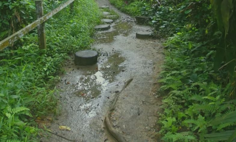 Flora and fauna of Bukit Timah Nature Reserve