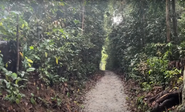 An Overview of MacRitchie Reservoir