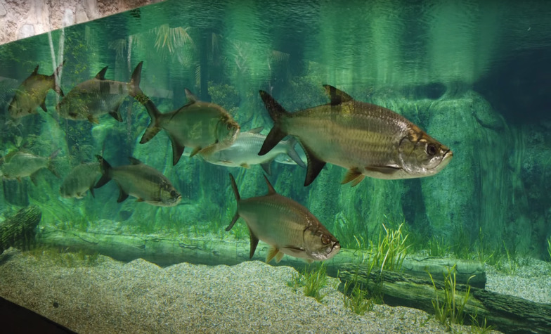 An Overview of River Safari Singapore