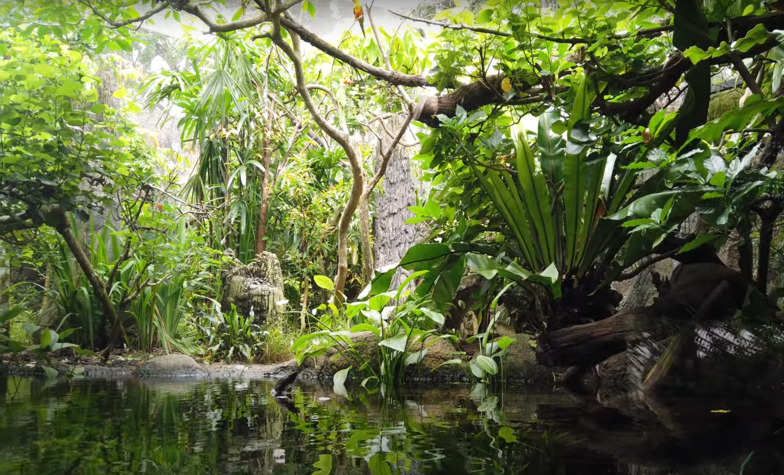 An up-close look at the wildlife both underwater and along the shore of River Safari Singapore