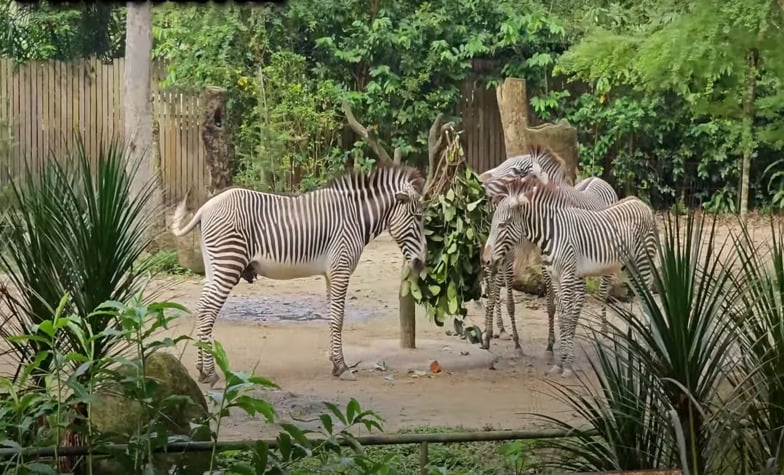 Highlights of the Singapore Zoo