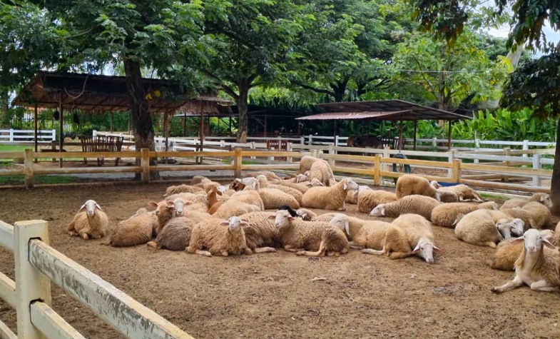 Playground and dining at Hidden Village Chiang Mai
