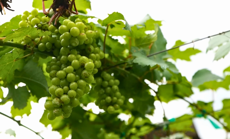 Hua Hin Hills Vineyard wine tasting with scenic views