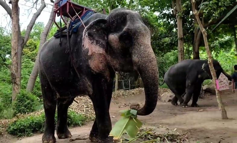 Discover the Elephant Village Hua Hin