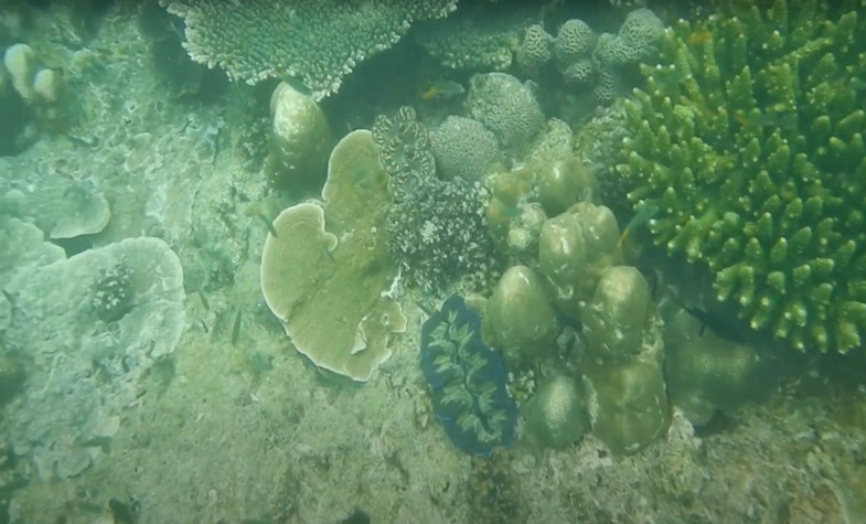 marine life at Bamboo Island Krabi