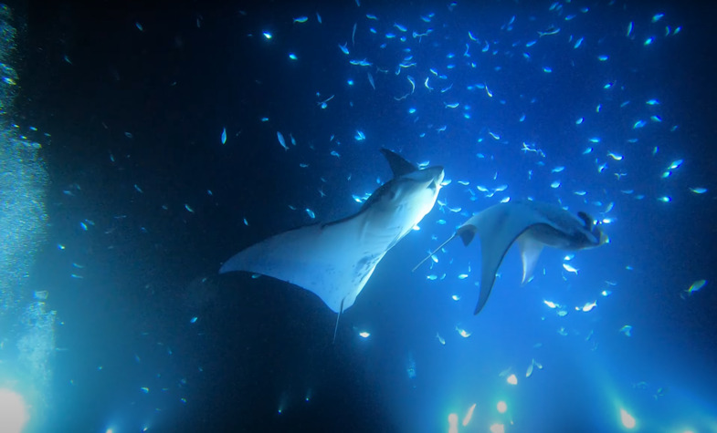 Bamboo Island Krabi's night diving