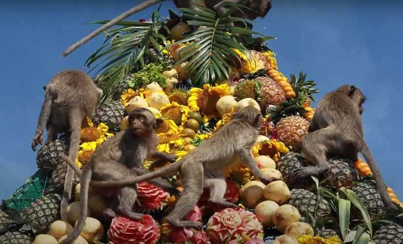 macaques enjoying fruits in festival
