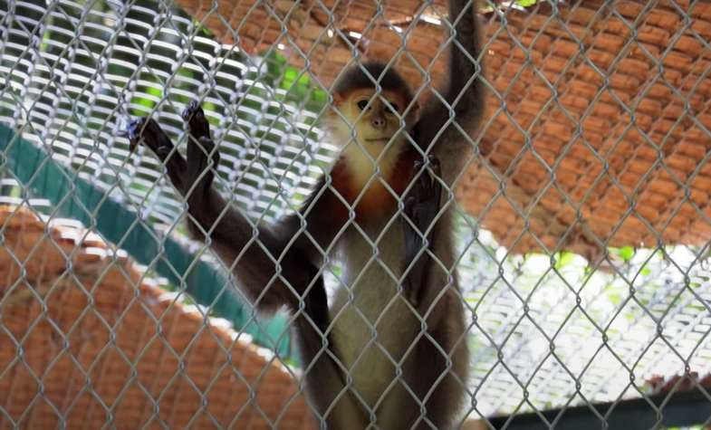 Cuc Phuong-Endangered primate rescue center