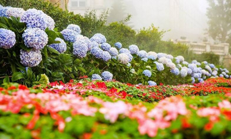 Ba Na Hills - <strong> </strong>Le Jardin D’Amour  Flower Gardens